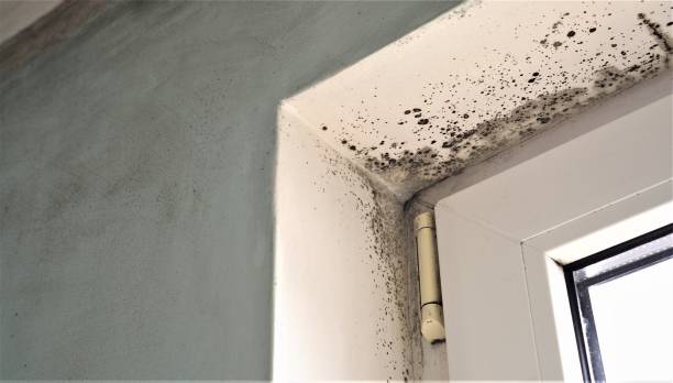 Best Comprehensive Air Testing for Mold Contaminants  in Oceanside, NY