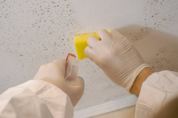 Oceanside, NY Mold Removal Company