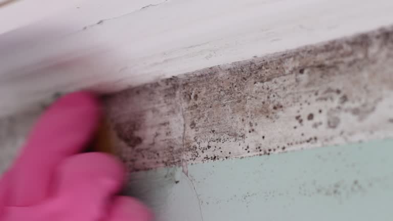 Professional Mold Removal in Oceanside, NY